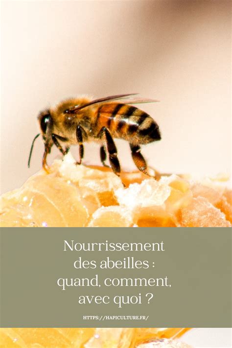 Pourquoi, quand et comment nourrir les abeilles à l’automne.